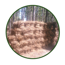 Bales of Pine Needles